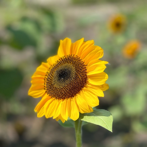 Anthropologie Vanessa Virginia Sheer crop top mesh cutout in Navy - Picture 4 of 4